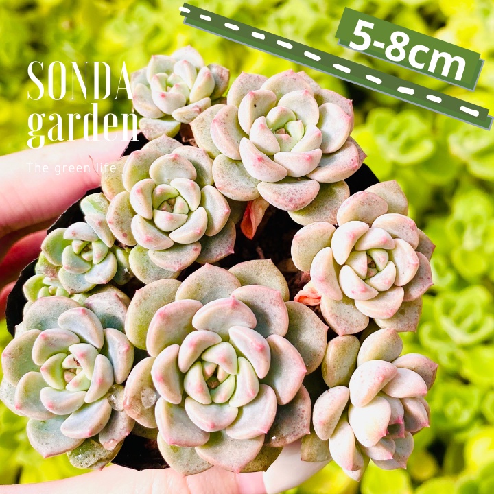 Sen đá diệp hà SONDA GARDEN size bé 5-8cm, xuất xứ Đà Lạt, khoẻ đẹp, lỗi 1 đổi 1