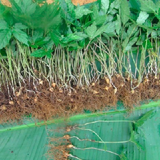 CÂY GIỐNG SÂM NGỌC LINH