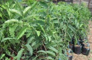 Giống me Thái