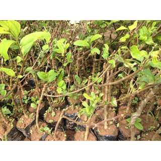 Cây táo thái giống khỏe