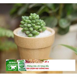 Hạt giống Sen đá chuỗi ngọc 20 HẠT