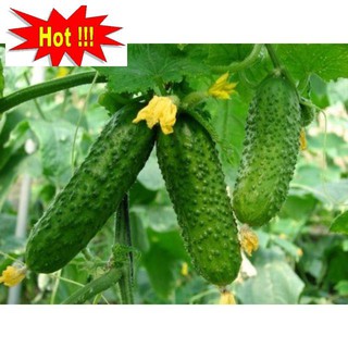 GÓI 10 hạt giống dưa chuột bao tử