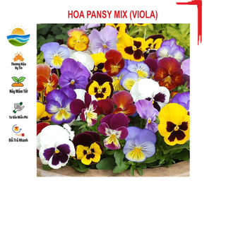 Hạt giống hoa pansy mix 100 hạt