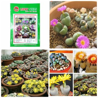 Hạt giống hoa đá sống thạch lan mix 10 hạt - tặng kèm 3 viên nén kích thích hạt nảy mầm - HG1