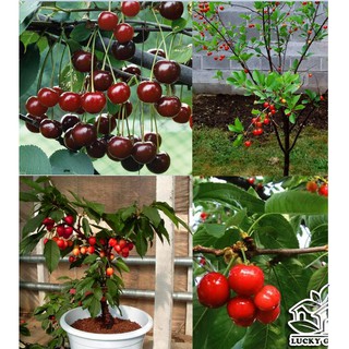10 Hạt giống Cây Ăn Trái Cherry Đỏ (Kèm kích thích hạt nảy mầm)