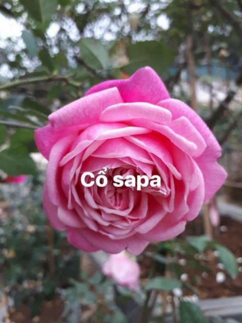 Cây Hoa Hồng Cổ Sapa tree thân gỗ cây nguyên bản