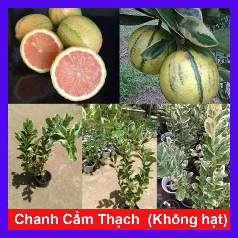 Cây Chanh Cẩm Thạch (Không hạt) - cây ăn trái + tặng phân bón cho cây