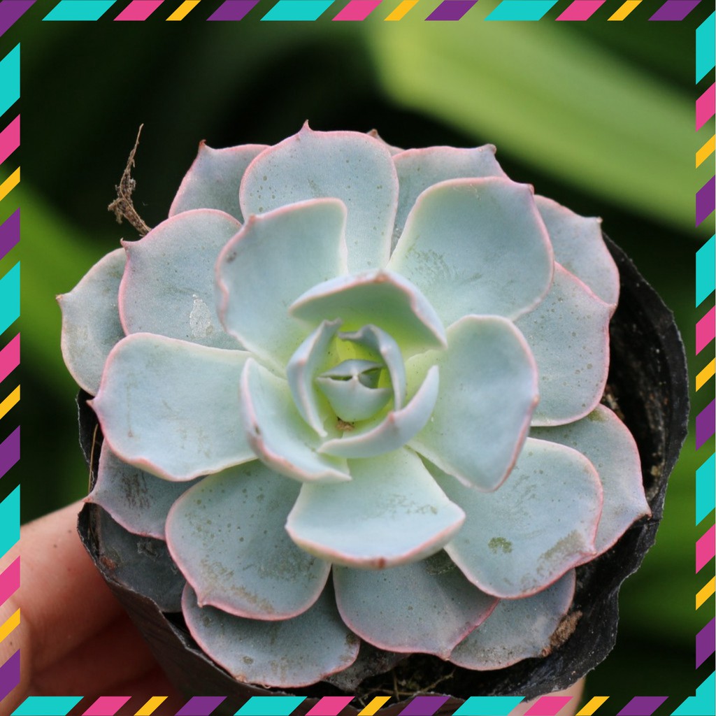 Sen đá Hồng Phấn Nhỏ Siêu Dễ Thương