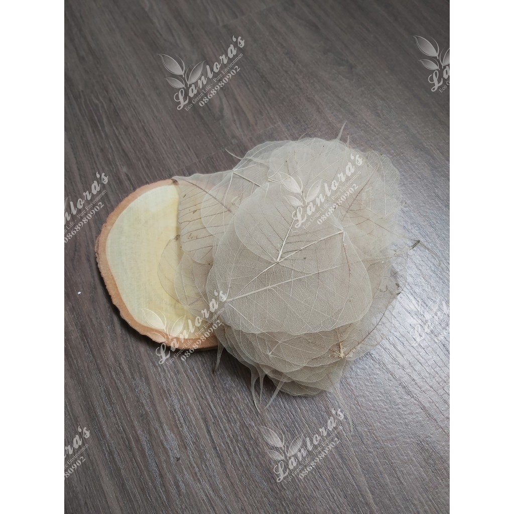 Set 10 Xương lá bồ đề, ngọc lan phơi khô tư nhiên không dùng chất tẩy trắng, lớn nhỏ ngẫu nhiên | BigBuy360 - bigbuy360.vn