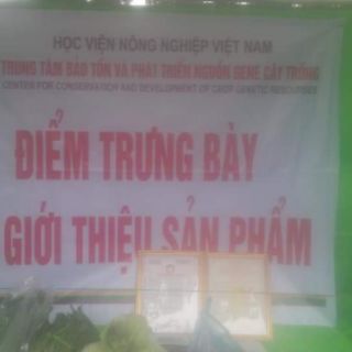Gạo Nếp Cẩm Điện Biên