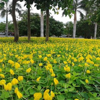 Hạt giống cây lạc dại 100g