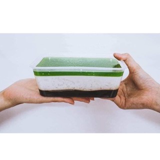 Rau câu sợi rong biển hộp 800gr