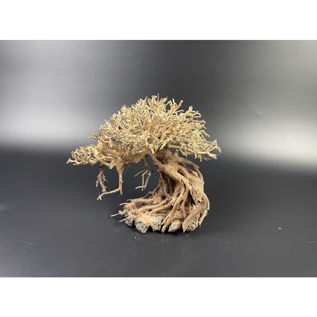 Lũa Bonsai, Lũa thủy sinh dùng trang trí hồ cá cảnh, hồ thủy sinh, văn phòng, nhà cửa