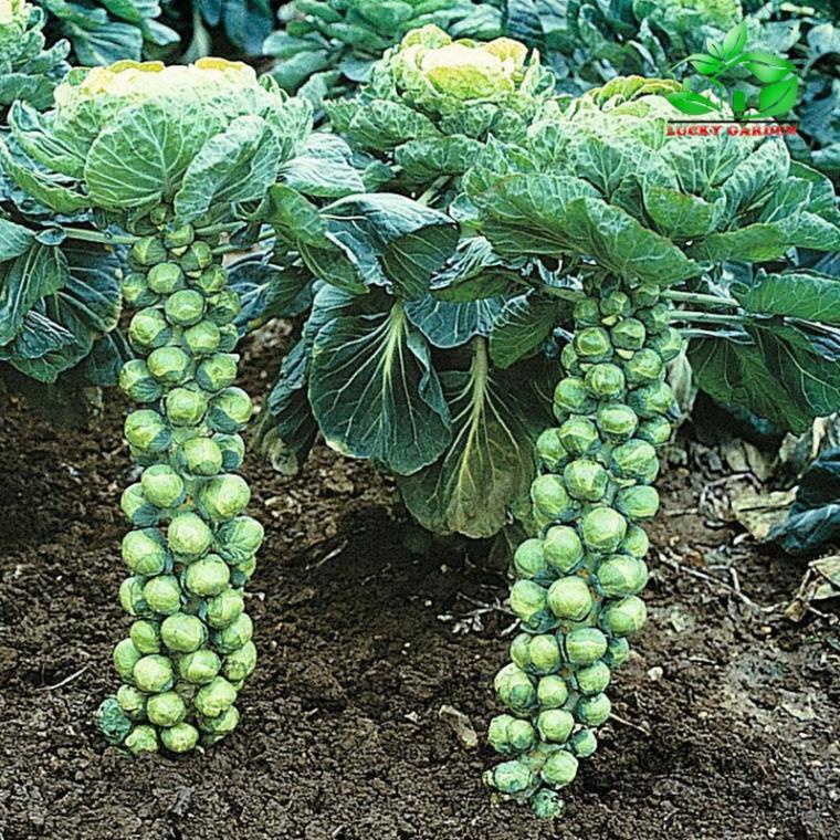 150h Hạt Giống Cải Bắp Tí Hon Long Island I  KHUYẾN MẠI TẾT