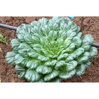 Hạt Giống Cải Hoa Hồng-Dinh Dưỡng Cao, Dễ Trồng Và Nhanh Thu Hoạch