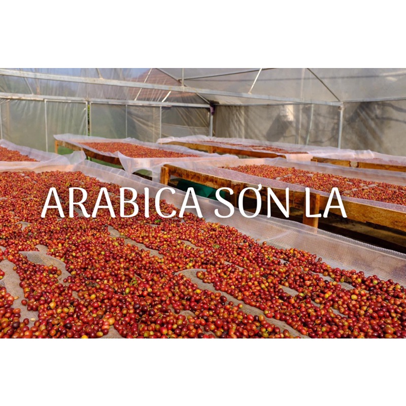 Cà phê Arabica Natural Sơn La Pha Espresso thơm ngon