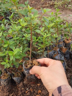 Cây Giống Đỗ Quyên