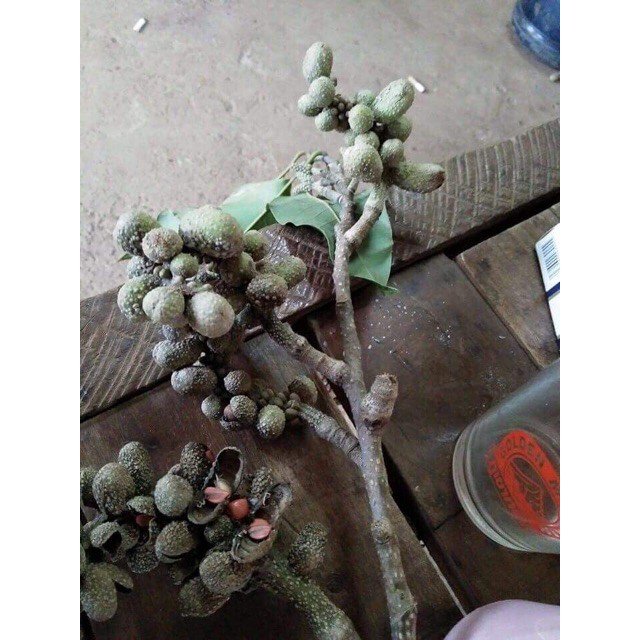 Hạt dổi nếp dùng thử (5 hạt) - giadungBT