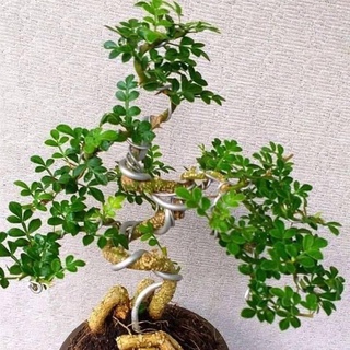 Cây Cần thăng bonsai cao 45cm - 50cm - Trang Flowers