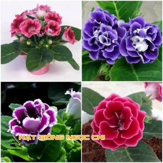 Hạt Giống Hoa Tử La Lan - 5 Hạt