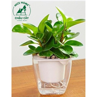 Chậu cây tự dưỡng thông minh - G109