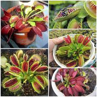 cây bẫy kẹp ,cây ăn thịt