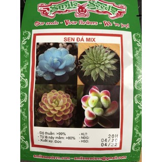 Hạt giống Sen đá Mix  🌱