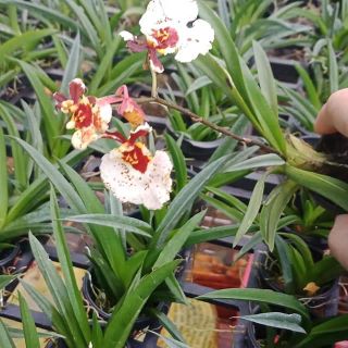 Vũ nữ bút chì hoa thơm