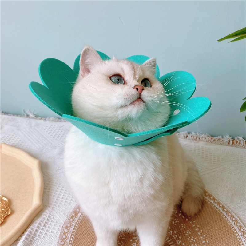 Vòng chống liếm - vòng Elizabeth cho chó mèo