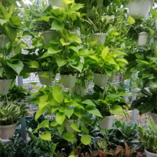 Cây trầu bà xanh mini