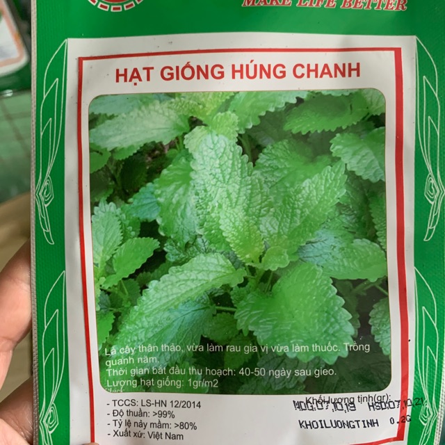 Hạt giống húng chanh - cây giống húng chanh (bầu 3,4 cây)