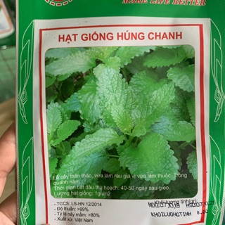 Hạt giống húng chanh