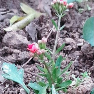 Cây giống Sống đời kép màu đỏ