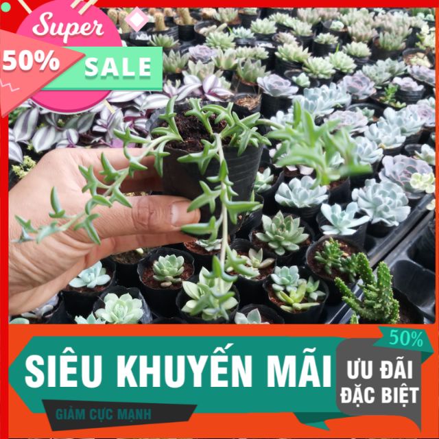Sen đá cá heo xanh