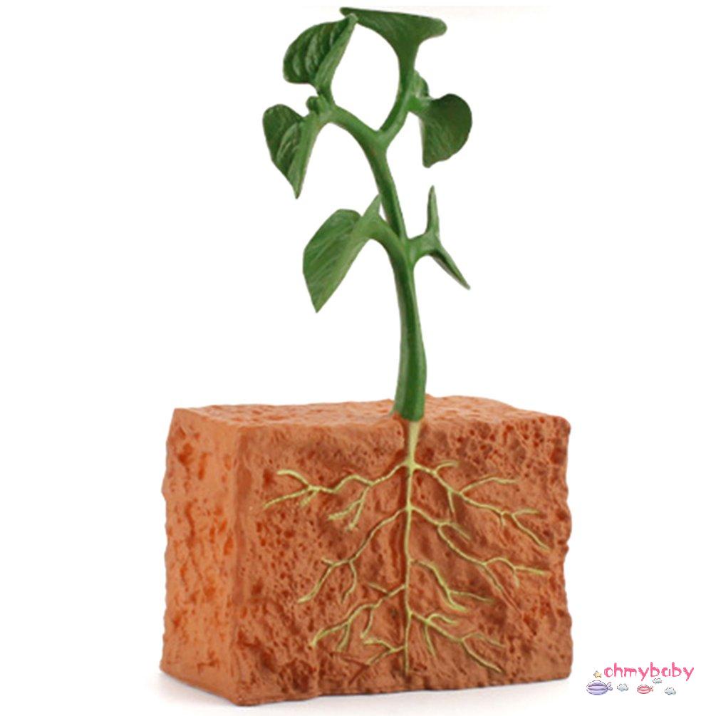 【OMB】 Simulation Life Cycle Of Green Bean Plant Growth Cycle Model Action Figures