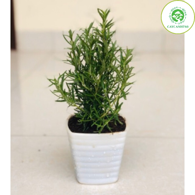 Cây hương thảo - rosemary - cây gia vị với hương thơm dịu nhẹ, vừa đuổi muỗi lại giúp thư giãn