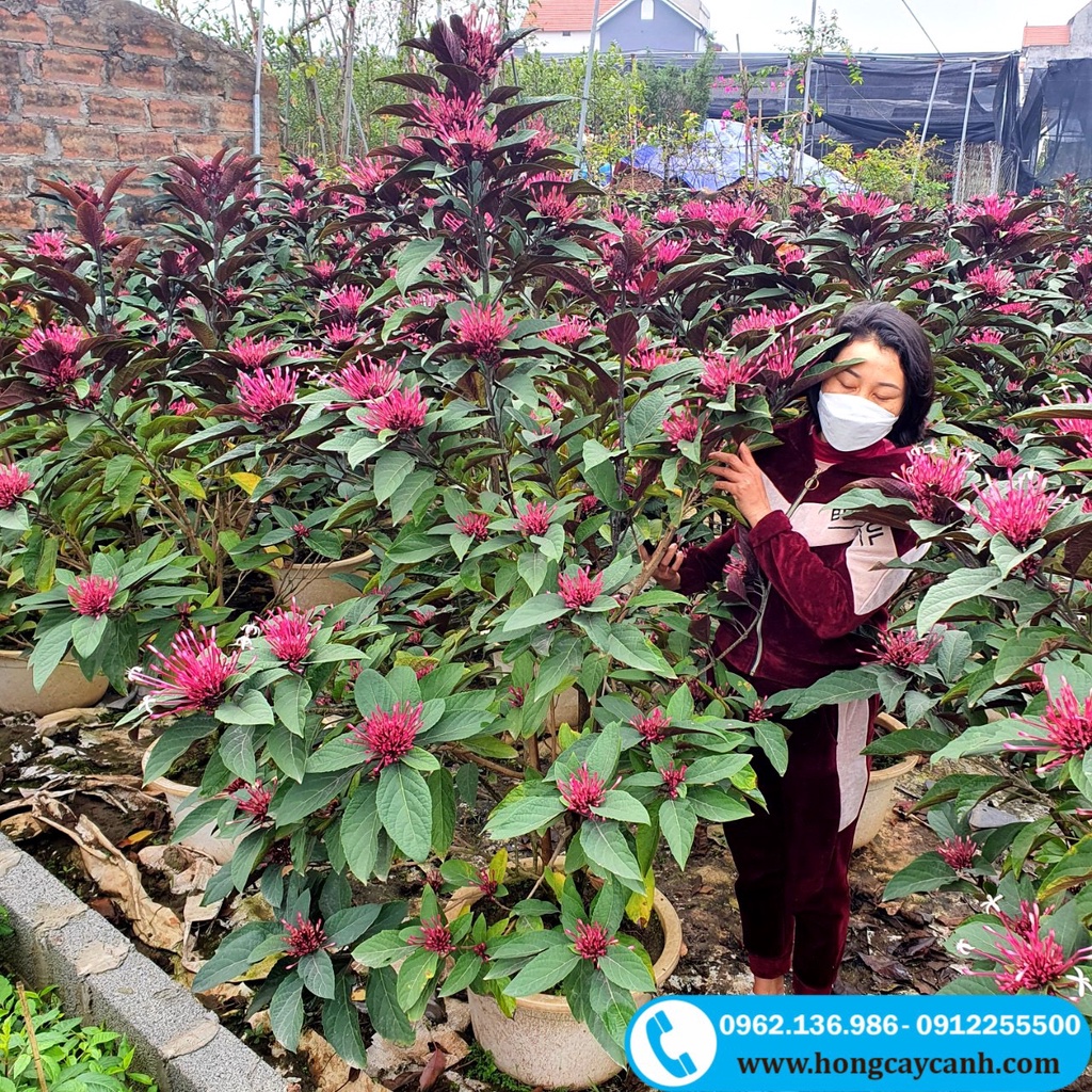 Cây Hoa Thiên Phúc II Cây Pháo Bông