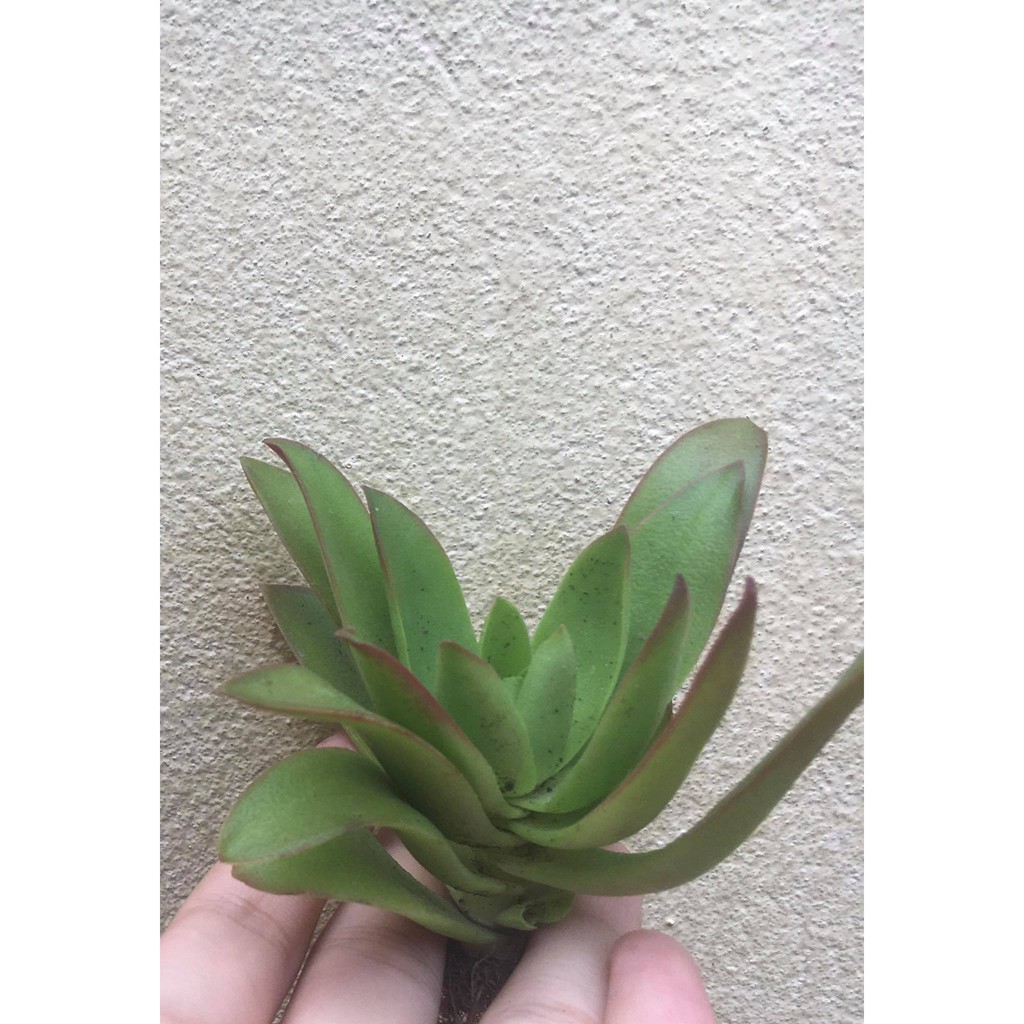 Sen đá Tứ Phương