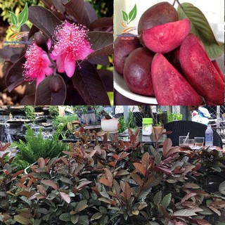 Cây ổi tím ghép 30K