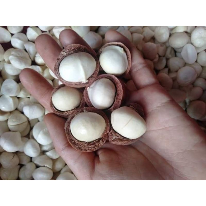 500g Hạt Macca Dak Lak Nguyên Vỏ  Kèm Đồ Tách