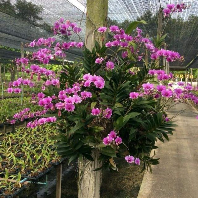 Denro mini giống