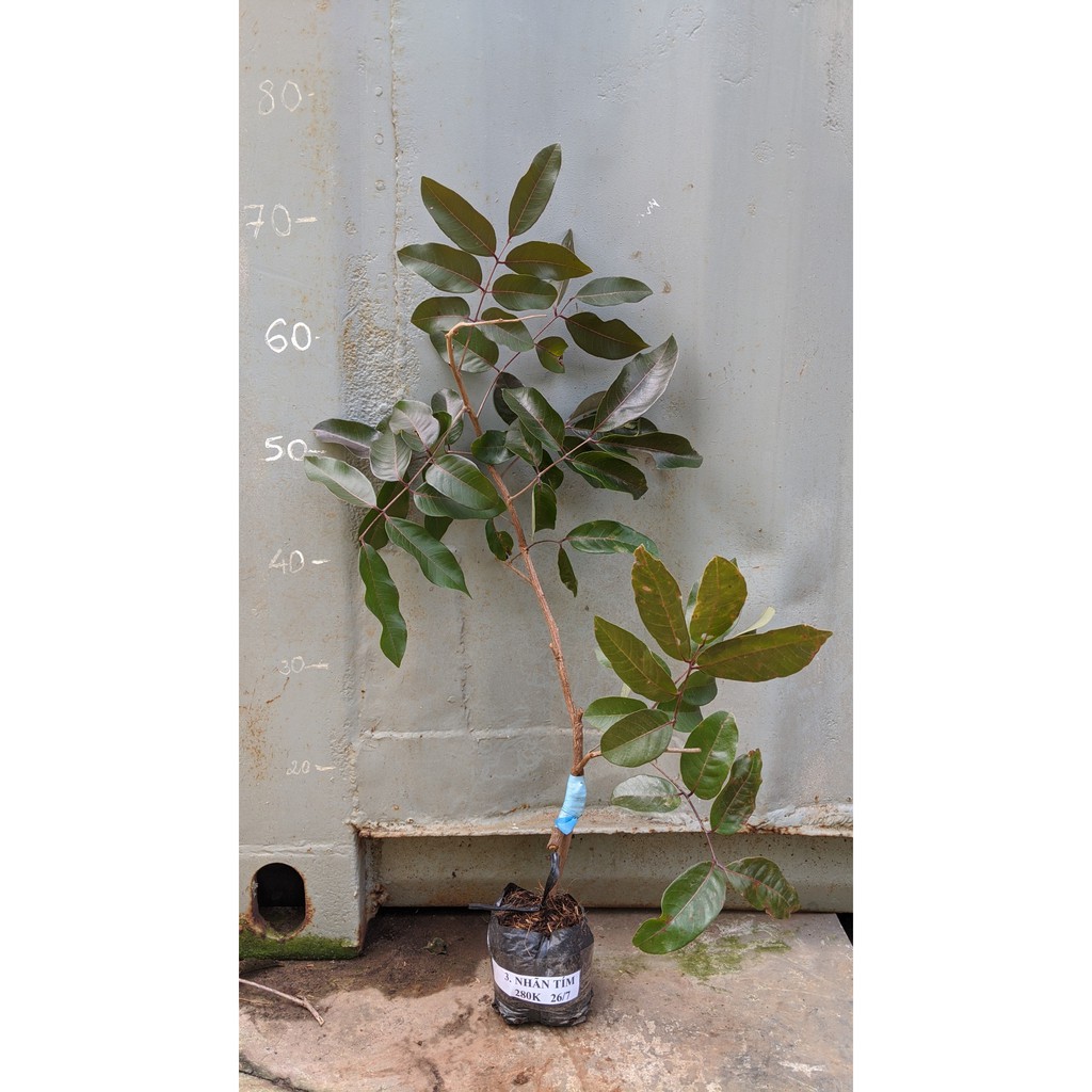 Nhãn tím cây giống