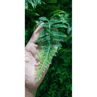 cụm dương xỉ mềm