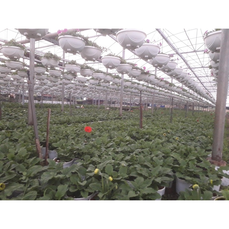 Cây hoa đồng tiền Thái cao đang nụ nhiều màu