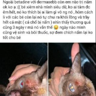 Serum đặc trị nấm cho Mèo
