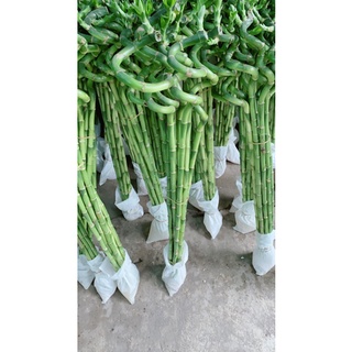 Phát Tài Xoắn 10 cây