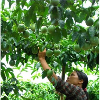 Hạt giống Chanh dây tím ( chanh leo  )  Gói 20 hạt