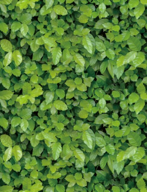 Decal giấy dán tường thảm lá xanh (khổ rộng 45cm)