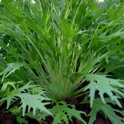 Hạt Giống Cải Mizuna Lai F1 (KYOTO909) 5gr