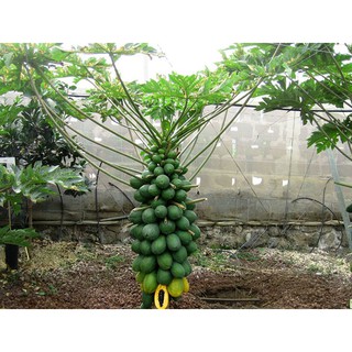 Hạt Giống Đu Đủ Lùn Thái Lan 5 Hạt